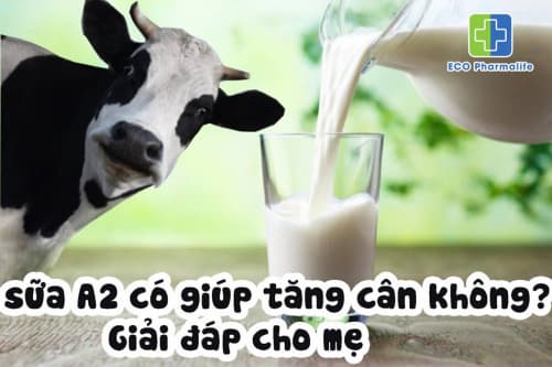 Uống sữa A2 có giúp tăng cân không? Giải đáp cho mẹ